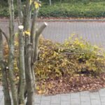 Boom afval ophalen