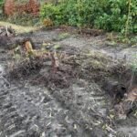 Boomafval ophalen in Coevorden