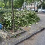 Boomafval ophalen in Utrecht