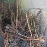 Grotere tuinplanten en Boomafval ophalen in Monster