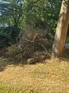 Groen/Snoei afval ophalen in jouw buurt