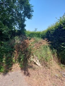 Boomafval ophalen in Breedenbroek