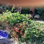 Groen/Snoei afval 1m3 ophalen in Putten