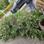 Groen/Snoei afval 1m3 ophalen in Bergen op Zoom