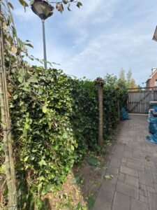 Groen/Snoei afval ophalen in Breda