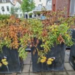 Grotere tuinplanten 1m3 ophalen in Vlaardingen