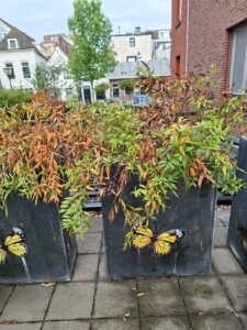 Grotere tuinplanten 1m3 ophalen in Vlaardingen