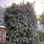 Boomafval 1m3 ophalen in 's-Gravenzande