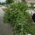 Groen/Snoei afval 1m3 ophalen in Dordrecht