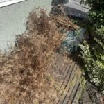 Groen/Snoei afval ophalen in Oude Pekela