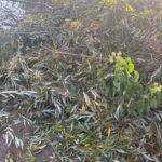 Groen/Snoei afval 1m3 ophalen in Lelystad