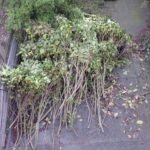 Groen/Snoei afval 1m3 ophalen in Culemborg